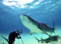  tiger shark posing UW photographer  